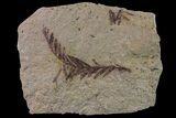 Dawn Redwood (Metasequoia) Fossil - Montana #153705-1